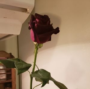 Meet your Posher, Deanna